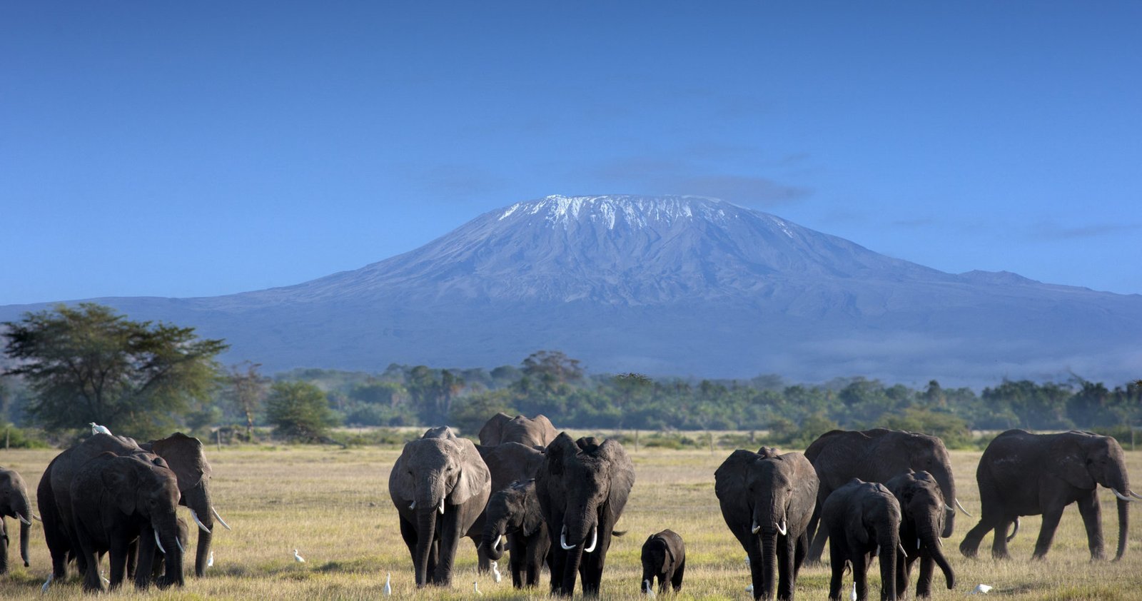 Elephants in Tanzania
