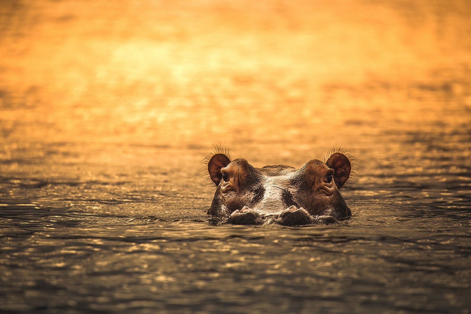 Southern Circuit Explorer