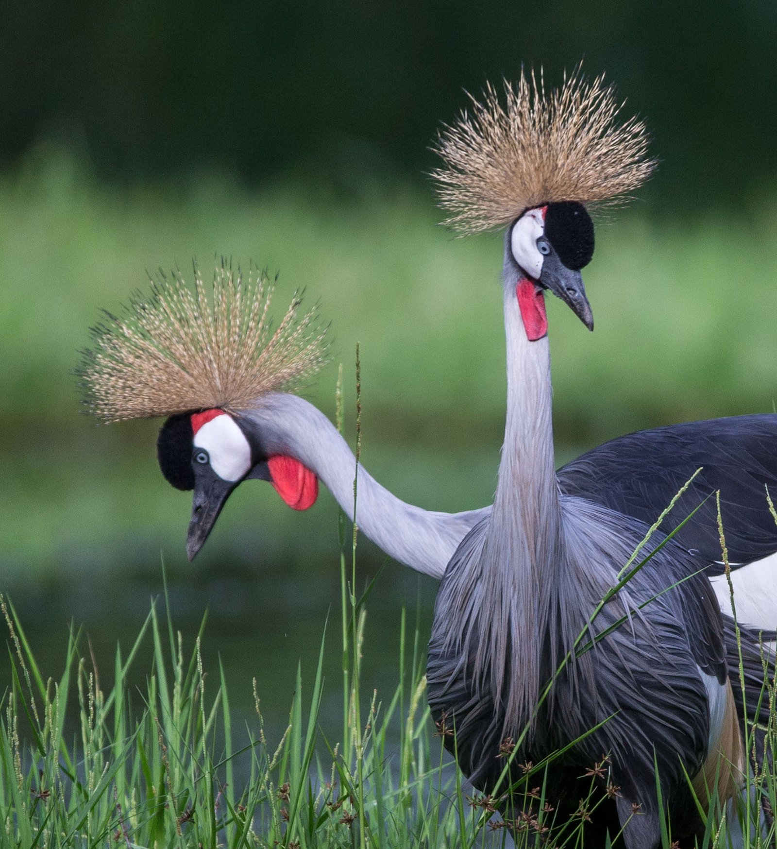 Ruaha National Park Explorer