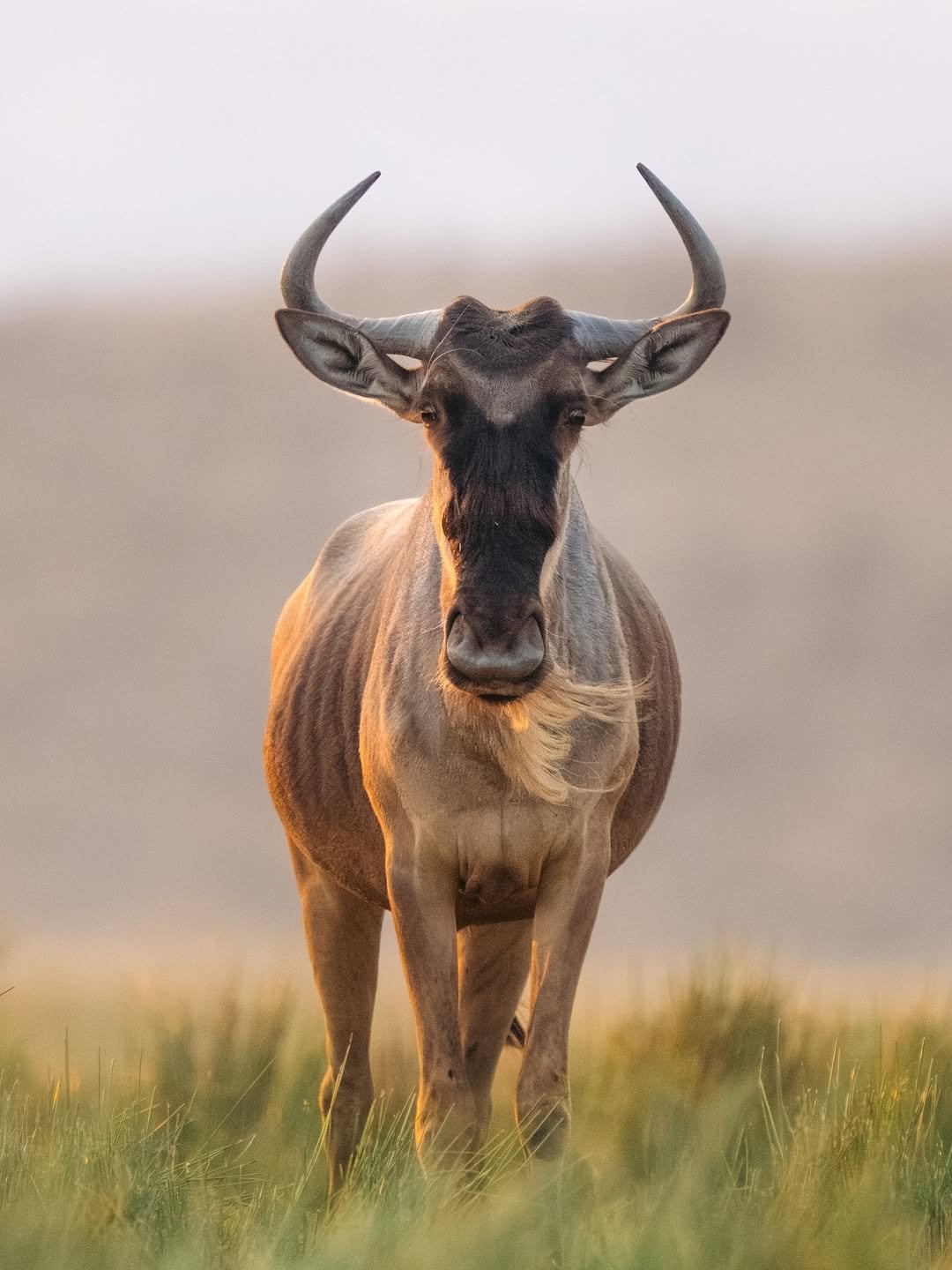 6 Day Mara River Crossing Expedition