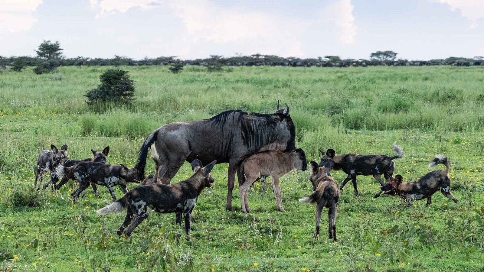 6 DAYS CALVING SEASON SAFARI